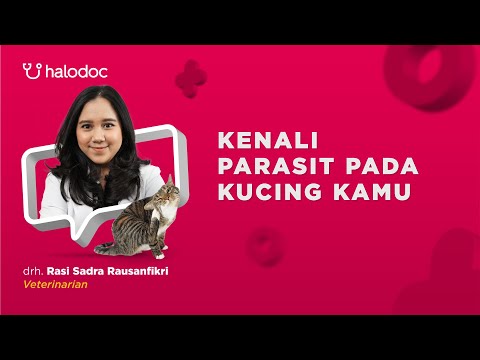 Video: Tanda-tanda Infeksi Parasit pada Kucing