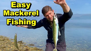 Easy Way  How To Catch Mackerel and Kill Them humanely For Food