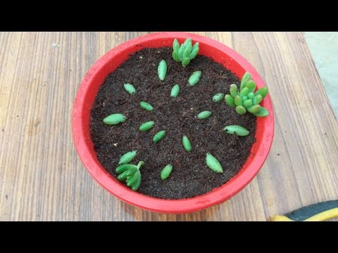 Video: Burro's Tail Houseplant: Groei en versorg 'n Burro's Tail Cactus