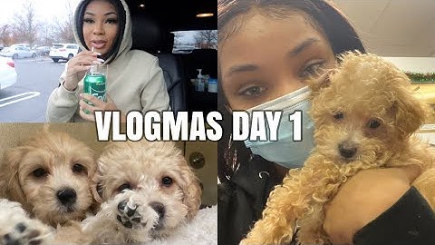 VLOGMAS #1 : NEW PUPPY, FURNITURE SHOPPING & MORE!