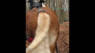 The most beautiful natural horse tail