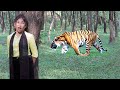 Tiger Attack Man in Forest | Royal Bengal Tiger Attack Sundarbans  Fun Made Movie part 7