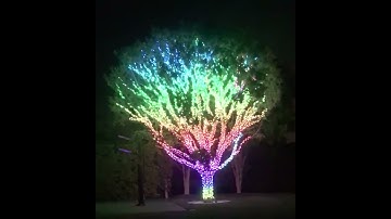 RGB Tree 2
