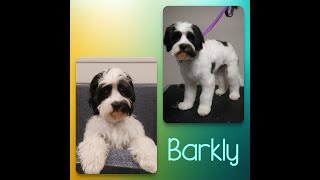 Cavoodle - Barkly's Dog Grooming Trans-Fur-Mation by Dog Grooming Trans-fur-mations 31 views 3 years ago 3 minutes, 30 seconds