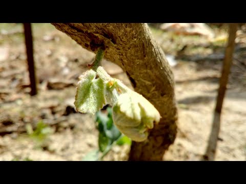 ভিডিও: পুরস্কারের ক্যাটালগ। পদক 