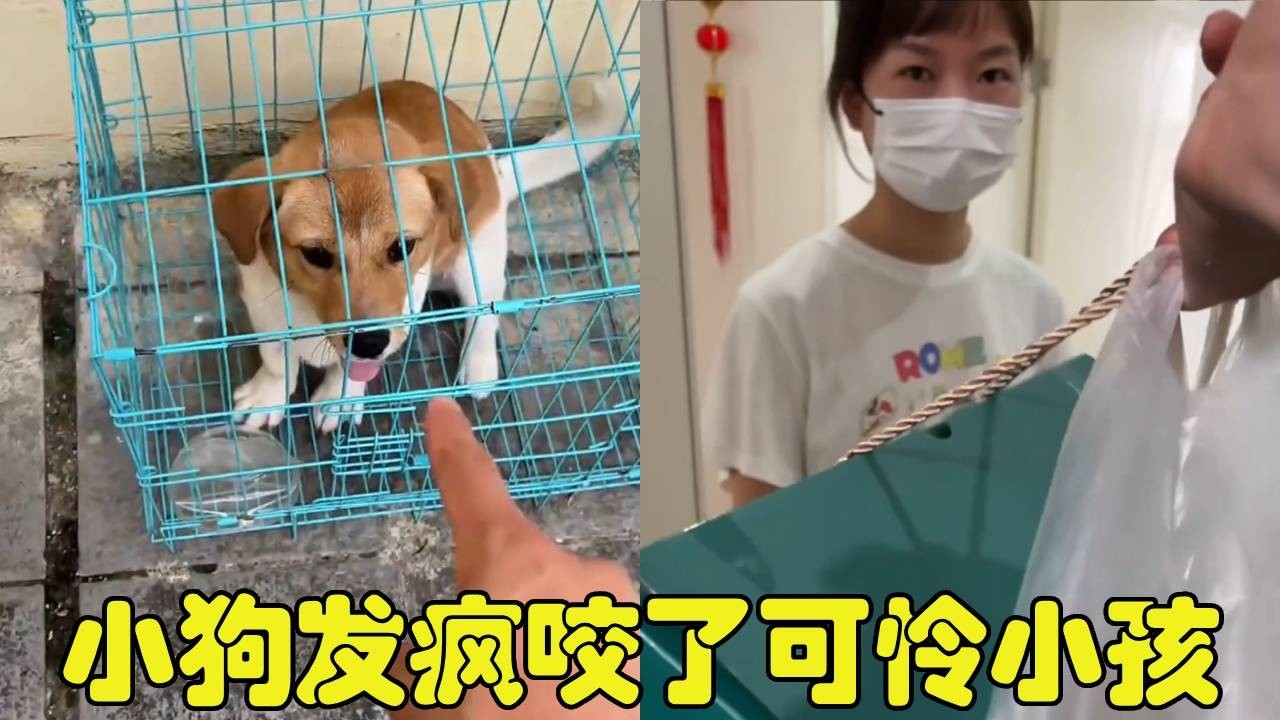 小柯基不知道怎么了咬了小孩，上门看望却被家长羞辱！这下可怎么办啊【勋勋】