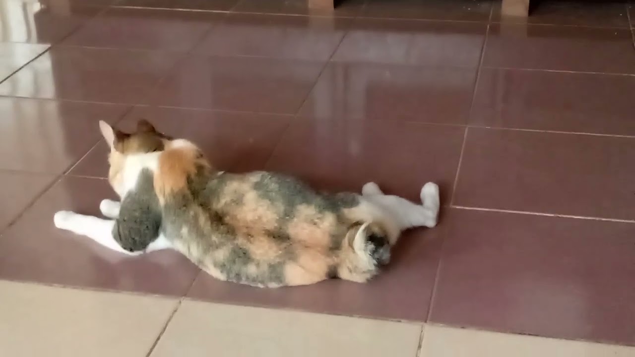 #kucing #rumah #lantairumah #video #youtube