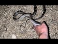 I Rescued a Snake (and it Bit Me)