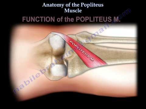 Video: Popliteus Mišični Izvor, Delovanje In Anatomija - Body Maps