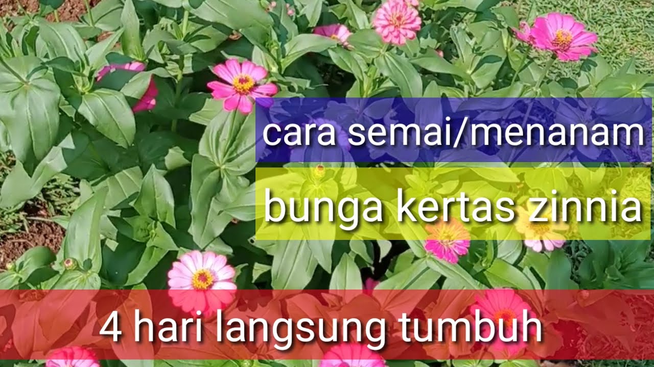 cara menanam atau semai bunga kertas zinnia || how to plant or zinnia