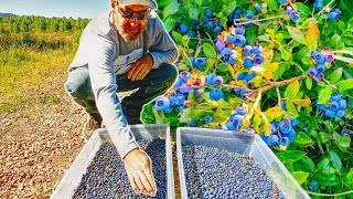 Billions and Billions of BLUEBERRIES! by Wilderstead 2,658 views 1 year ago 21 minutes