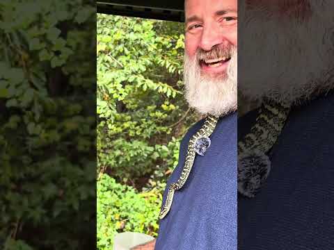 Breakfast with Bob (The  Zebra Jungle Carpet Python)