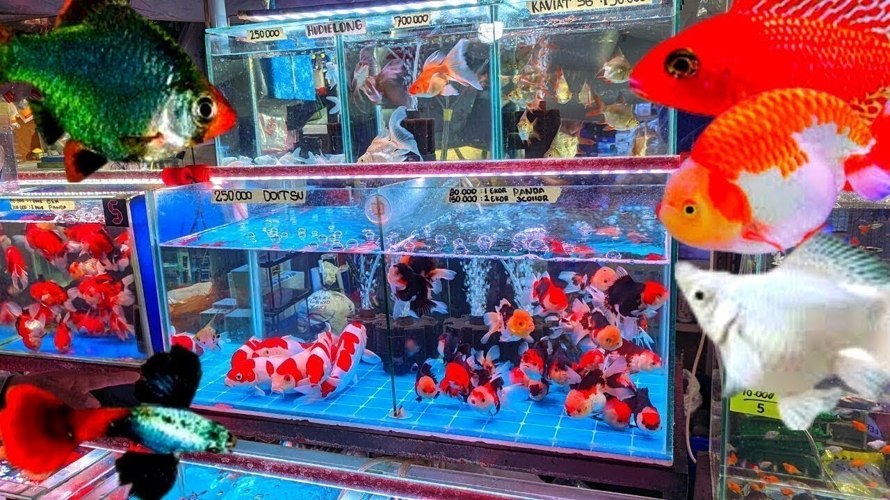 REVIEW IKAN HIAS KOKI. KOKI MOLLY GUPPY. TINGGAL PILIH MAU. YANG KALIAN SUKA 