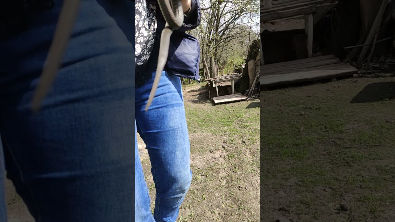 Какие зубы у ужа