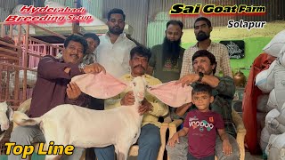 New Hyderabadi Breeding Setup Top Line Collection | Sai Goat Farm Solapur.