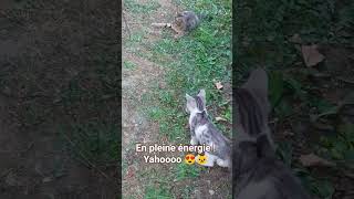 #cat #chat #love #energy #jouer #chaton #mignon #اكسبلور #قطط #explore #اقنباسات #حيوانات #funny