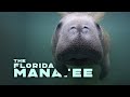 Manatee Conservation and Biology Quiz