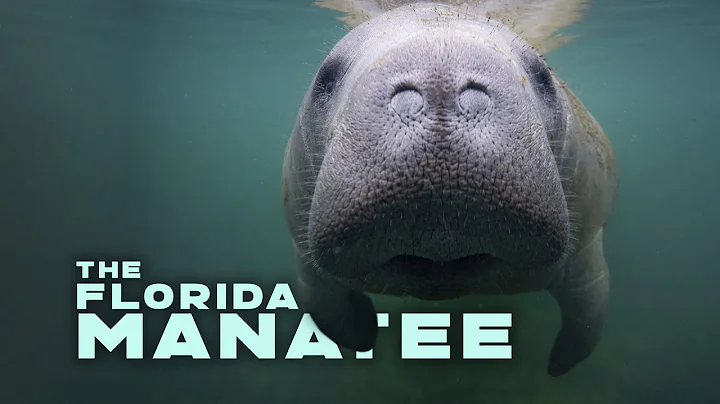 The Florida Manatee - DayDayNews