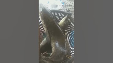 Cá giò- cá bớp Hạ Long