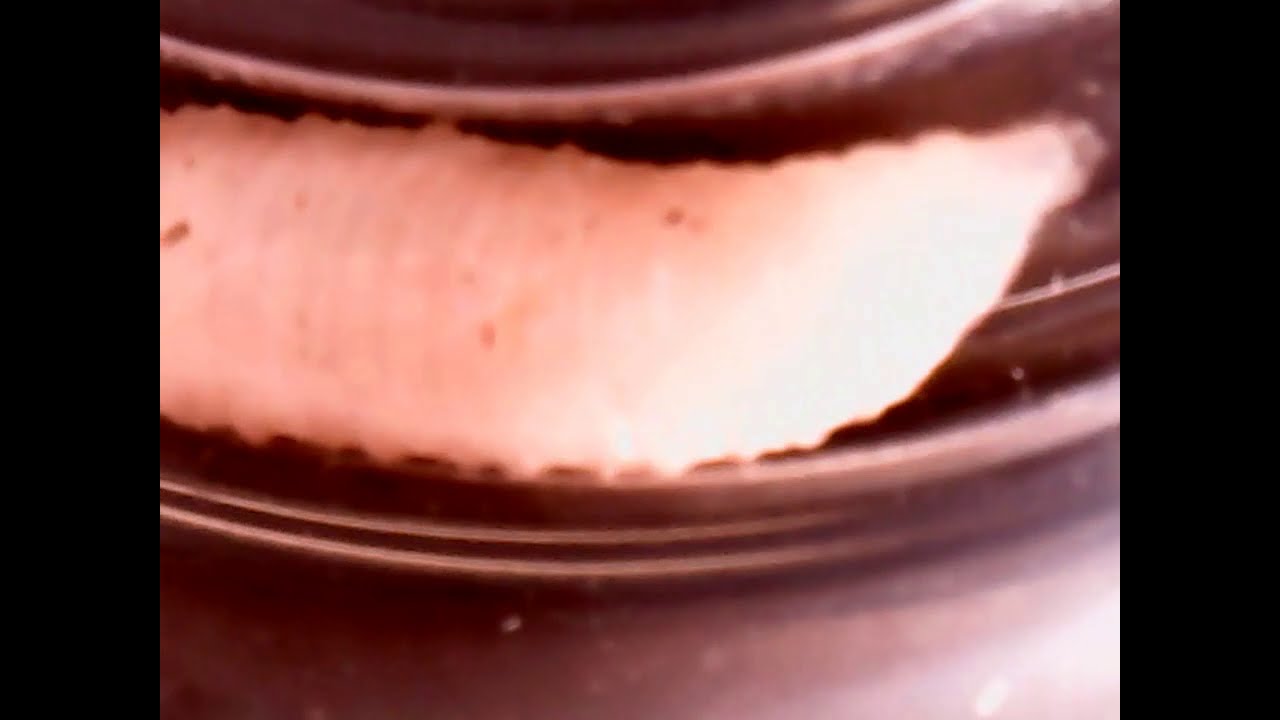 Take2 Day 9 CRHS Body Farm Experiment YouTube