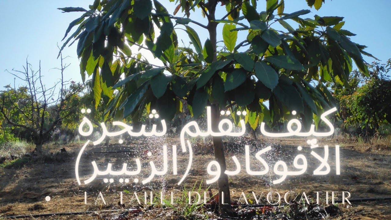 طريقة تقليم شجرة الأفوكادو Avocat (زبير)                        la taille de l'avocatier 🥑🥑🥑