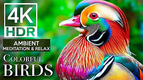 Most Beautiful Birds in the World | Breathtaking Beauty of Earth’s Most Exquisite Birds | Relaxation