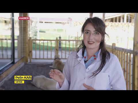 Kangal Köpeği, Eğitim ve Koruma Merkezi - Sivas