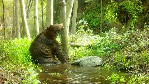 Wildlife Camera Captures Bear's Activities in Its Natural Habitat - 1654246 thumbnail