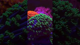 living art in motion  #reeftank #coralreef #reefing #aquariumlife #reefvibes