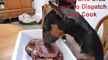 Cosa mangia il granchio del cocco?