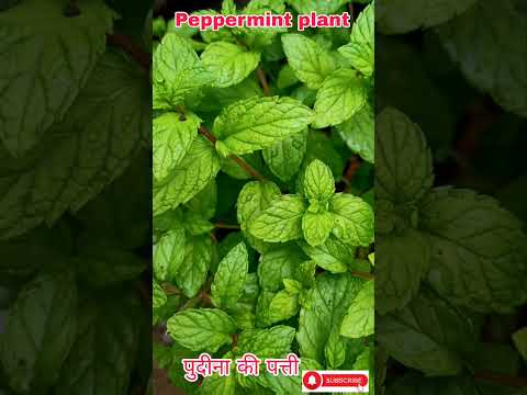 #peppermint ki kheti mentha। peppermint farming। पुदीना की खेती। #janatakbb 2022