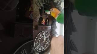 He had the same reaction as Emily towards the cuckoo clock 😅 #funny #video #love #nature #nyc #usa screenshot 1