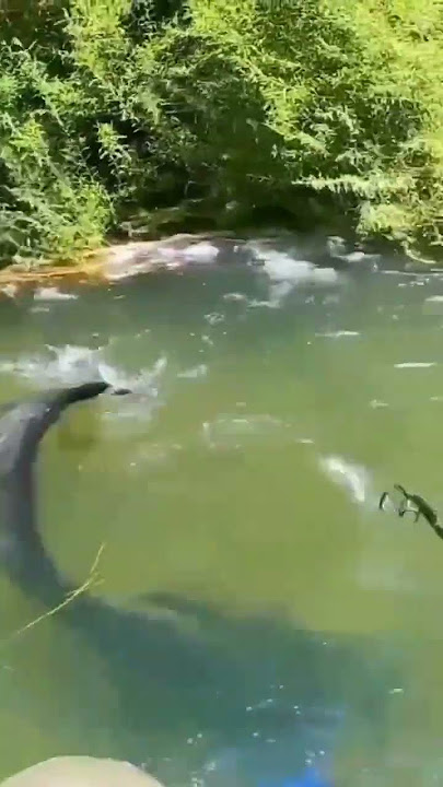 isi sungai amazon #sungai #ocean #monster #predator #viralshorts