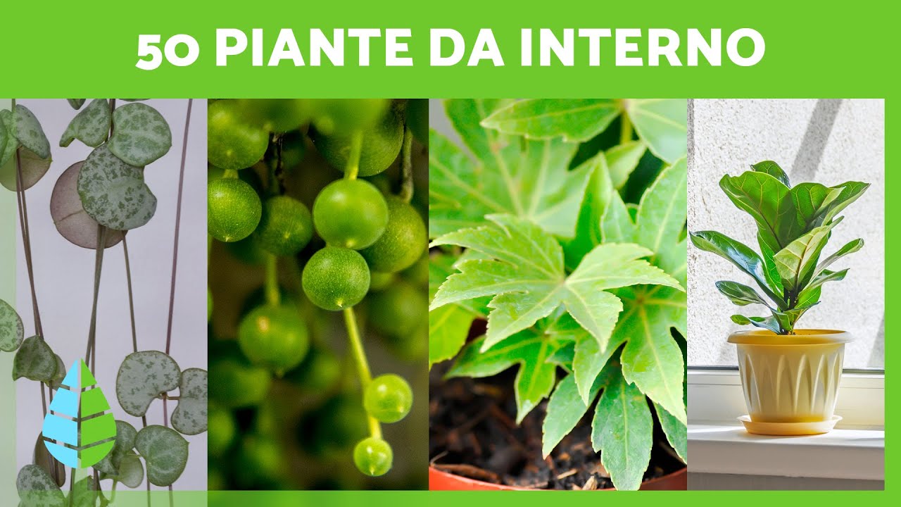 50 PIANTE DA INTERNO resistenti e facili da curare 🌵🌼 (Nomi e cura) 