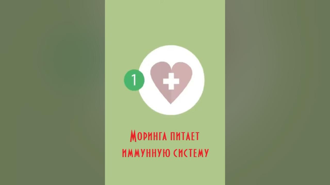 Как пить морингу. Как пить морингу