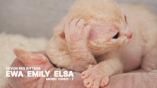 Little Devon Rex Cats Ewa, Emily and Elsa. Relaxing Music - 7 by Cute Cats Devon Rex 93 views 6 months ago 3 minutes, 23 seconds