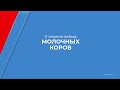 Курс обучения &quot;Зоотехния&quot; - 12 секретов выбора молочных коров