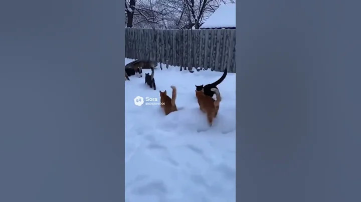 Video 11569201: cat snow leopard, cat vs leopard