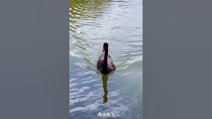 人见人爱的黑宝儿，已经四个月大啦，越长越帅❤️ - 天天要闻