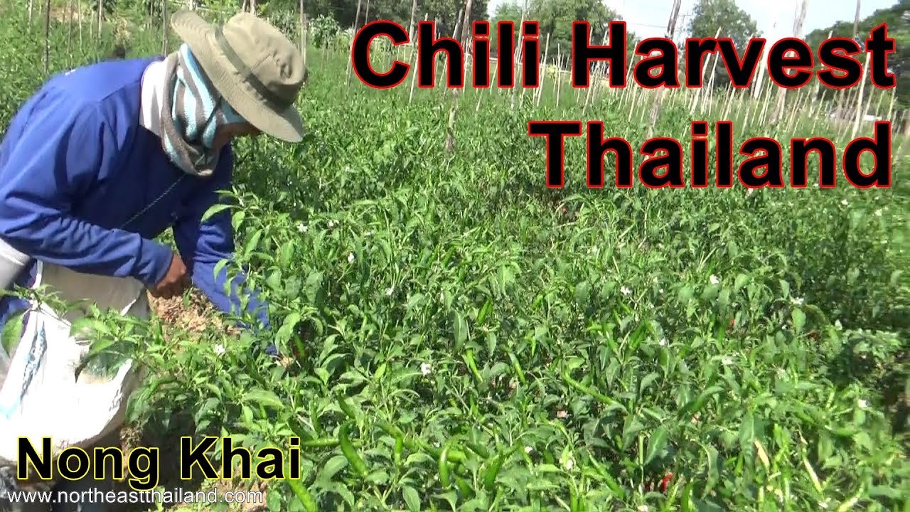 Thai Chili Farm at harvest time, Farm tour with the pickers Nong Khai