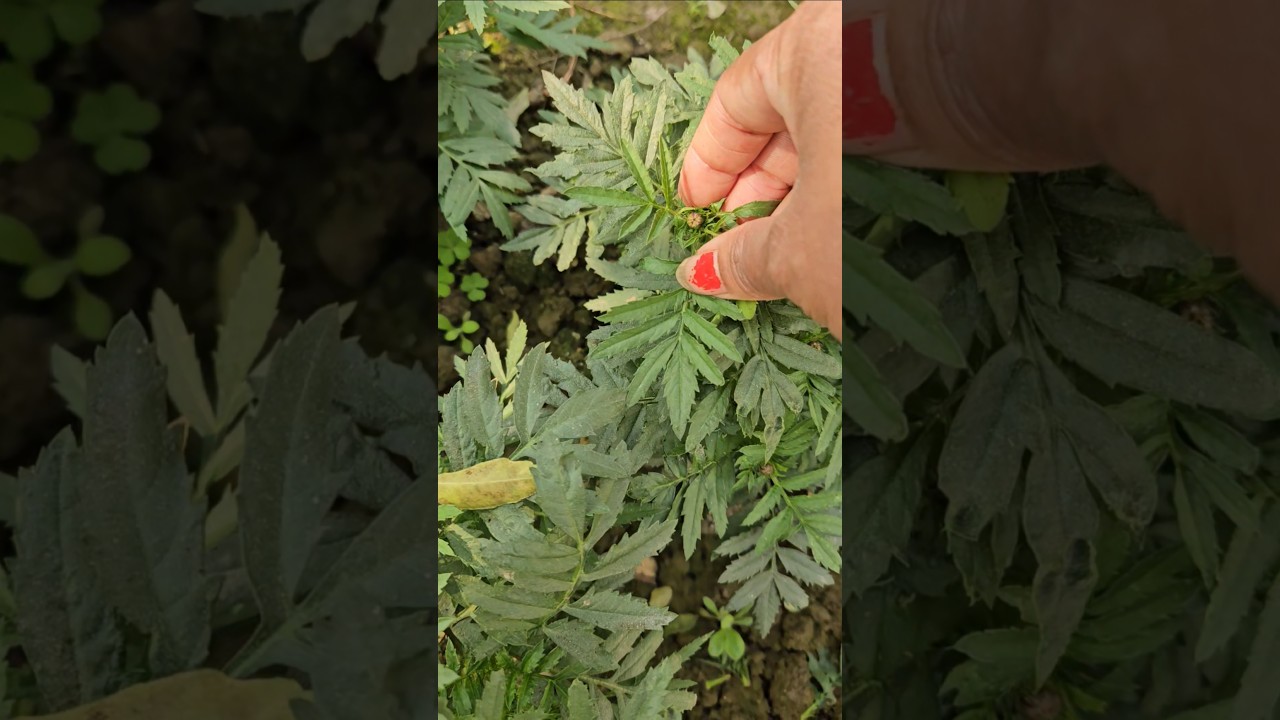 plant care video #plantcare  #gardening #greenlove #nature #trending #comedy #viralshort #funny