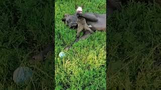 Freki, The Miniature English Bull Terrier Puppy, Bullterrier