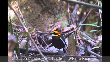 male Malayan Banded Pitta