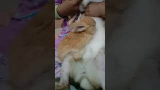 Askar Si Kelinci Salju Mati Di Gigit Kucing Jahat Youtube