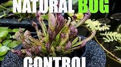 Pitcher Plants! Best mosquito control! 