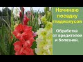 Начинаем сажать гладиолусы. Обработка луковиц от трипсов и болезней весной при посадке