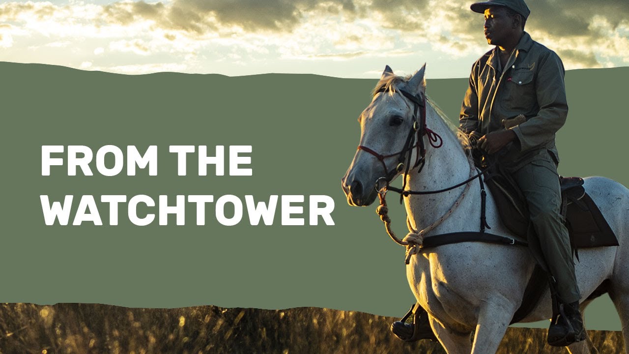 From The Watchtower: The Story of Rockwood's Rangers