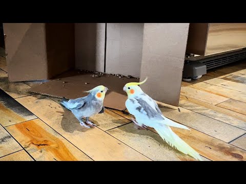 Video: Tweeting Jordskælvsensor: 4 trin Video: Tweeting Jordskælvsensor: 4 trin