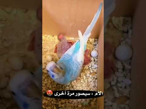 فيديو: حاضنة الطيور: ملامح التطور والحياة