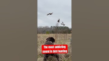 Thrilling flush of quail over German wirehaired pointer #bartonoutfitters